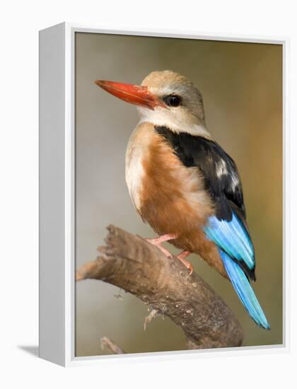 Close-Up of a Grey-Headed Kingfisher Perching on a Branch, Tarangire National Park, Tanzania-null-Framed Premier Image Canvas