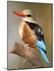 Close-Up of a Grey-Headed Kingfisher Perching on a Branch, Tarangire National Park, Tanzania-null-Mounted Photographic Print