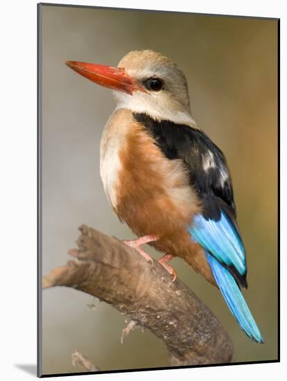 Close-Up of a Grey-Headed Kingfisher Perching on a Branch, Tarangire National Park, Tanzania-null-Mounted Photographic Print