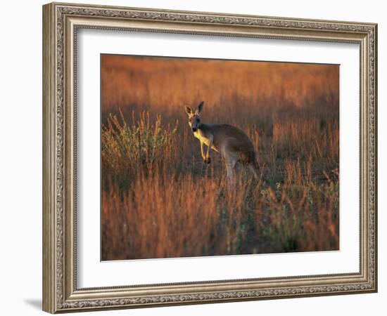 Close-Up of a Grey Kangaroo, Flinders Range, South Australia, Australia-Neale Clarke-Framed Photographic Print