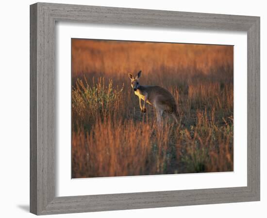 Close-Up of a Grey Kangaroo, Flinders Range, South Australia, Australia-Neale Clarke-Framed Photographic Print