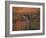 Close-Up of a Grey Kangaroo, Flinders Range, South Australia, Australia-Neale Clarke-Framed Photographic Print