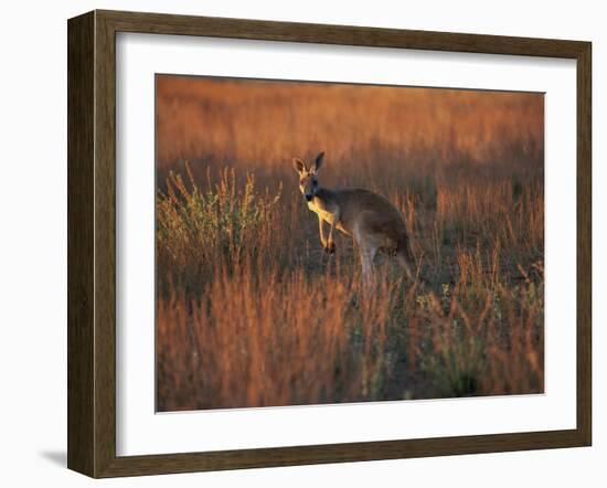 Close-Up of a Grey Kangaroo, Flinders Range, South Australia, Australia-Neale Clarke-Framed Photographic Print