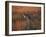 Close-Up of a Grey Kangaroo, Flinders Range, South Australia, Australia-Neale Clarke-Framed Photographic Print