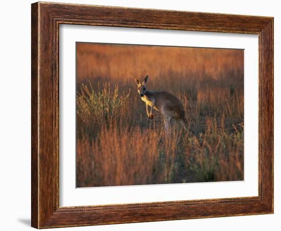 Close-Up of a Grey Kangaroo, Flinders Range, South Australia, Australia-Neale Clarke-Framed Photographic Print