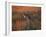 Close-Up of a Grey Kangaroo, Flinders Range, South Australia, Australia-Neale Clarke-Framed Photographic Print