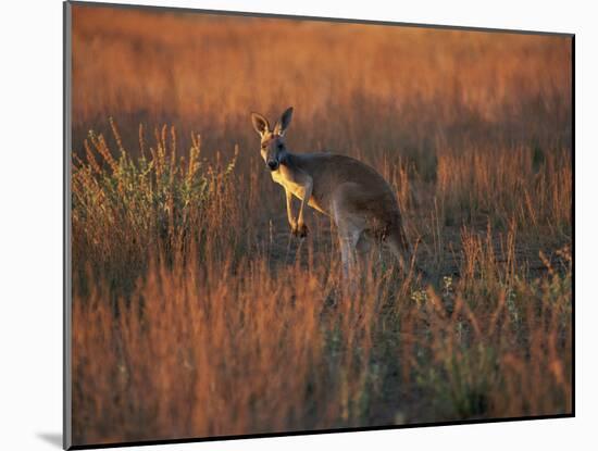 Close-Up of a Grey Kangaroo, Flinders Range, South Australia, Australia-Neale Clarke-Mounted Photographic Print