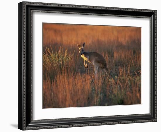 Close-Up of a Grey Kangaroo, Flinders Range, South Australia, Australia-Neale Clarke-Framed Photographic Print