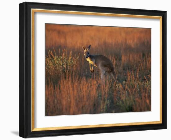 Close-Up of a Grey Kangaroo, Flinders Range, South Australia, Australia-Neale Clarke-Framed Photographic Print