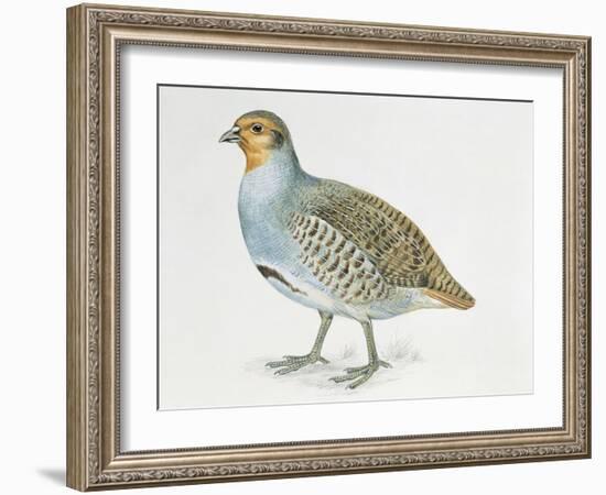 Close-Up of a Grey Partridge (Perdix Perdix)-null-Framed Giclee Print