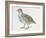 Close-Up of a Grey Partridge (Perdix Perdix)-null-Framed Giclee Print