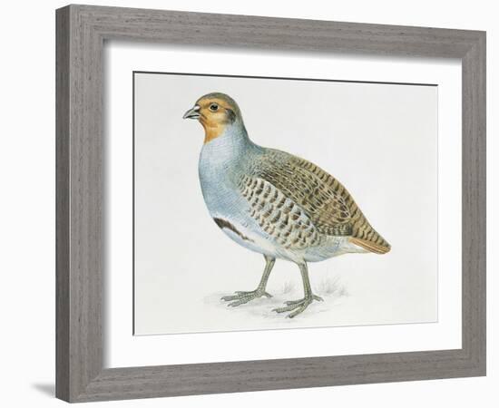 Close-Up of a Grey Partridge (Perdix Perdix)-null-Framed Giclee Print