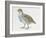 Close-Up of a Grey Partridge (Perdix Perdix)-null-Framed Giclee Print