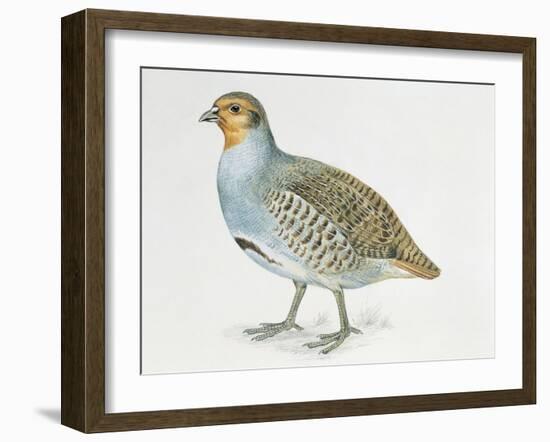 Close-Up of a Grey Partridge (Perdix Perdix)-null-Framed Giclee Print