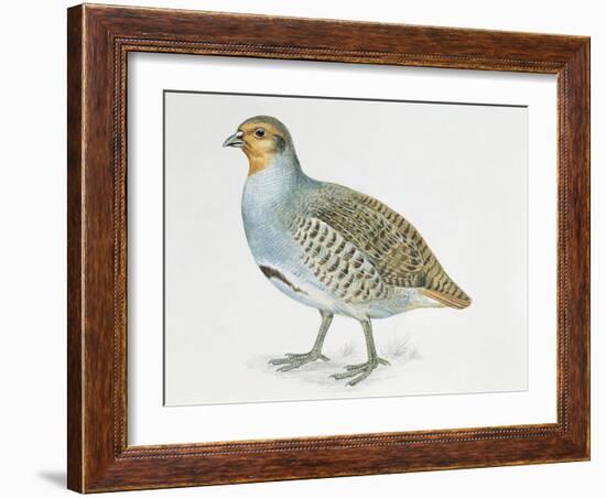 Close-Up of a Grey Partridge (Perdix Perdix)-null-Framed Giclee Print