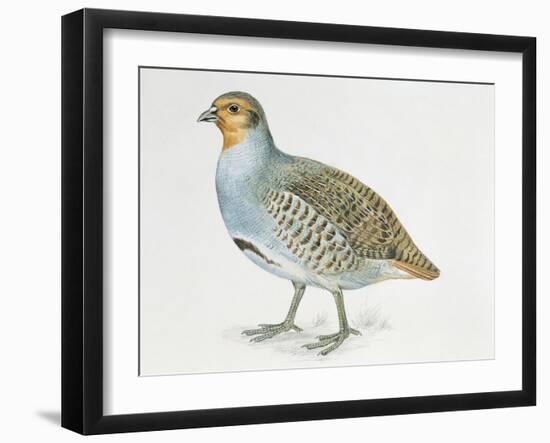 Close-Up of a Grey Partridge (Perdix Perdix)-null-Framed Giclee Print