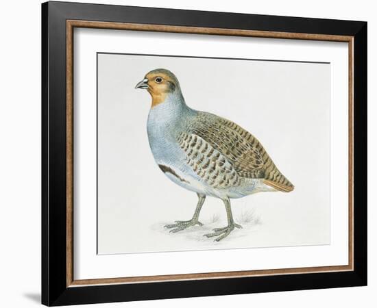 Close-Up of a Grey Partridge (Perdix Perdix)-null-Framed Giclee Print