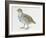 Close-Up of a Grey Partridge (Perdix Perdix)-null-Framed Giclee Print