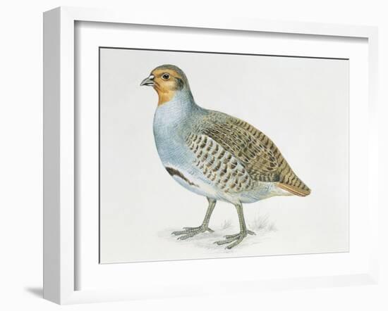 Close-Up of a Grey Partridge (Perdix Perdix)-null-Framed Giclee Print