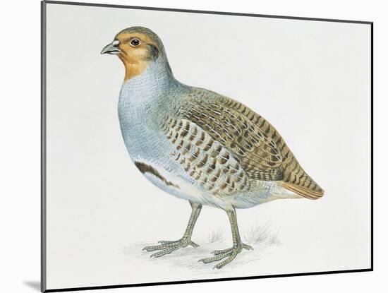 Close-Up of a Grey Partridge (Perdix Perdix)-null-Mounted Giclee Print