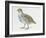 Close-Up of a Grey Partridge (Perdix Perdix)-null-Framed Giclee Print