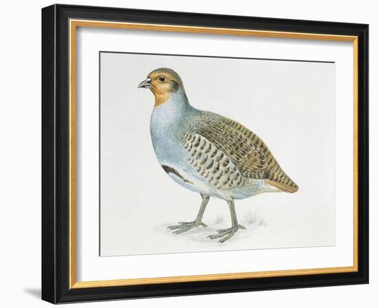 Close-Up of a Grey Partridge (Perdix Perdix)-null-Framed Giclee Print