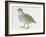 Close-Up of a Grey Partridge (Perdix Perdix)-null-Framed Giclee Print