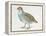 Close-Up of a Grey Partridge (Perdix Perdix)-null-Framed Premier Image Canvas