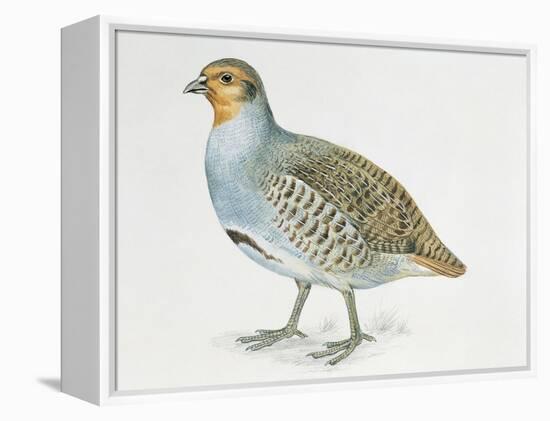 Close-Up of a Grey Partridge (Perdix Perdix)-null-Framed Premier Image Canvas