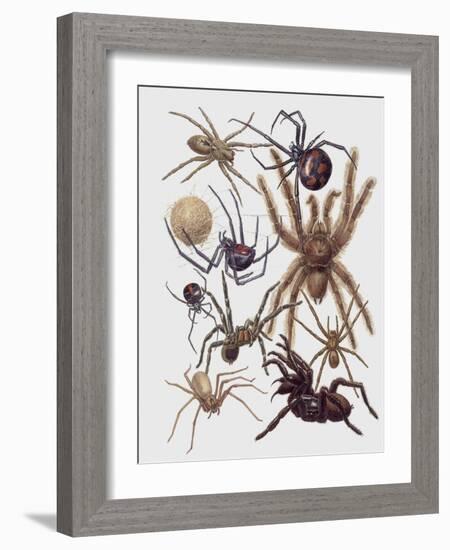Close-Up of a Group of Araneae Spiders-null-Framed Giclee Print