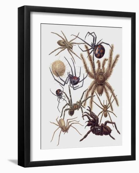 Close-Up of a Group of Araneae Spiders-null-Framed Giclee Print