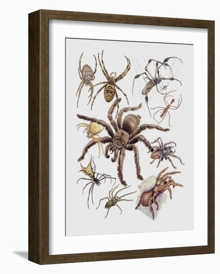 Close-Up of a Group of Argiope Spiders-null-Framed Giclee Print