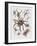 Close-Up of a Group of Argiope Spiders-null-Framed Giclee Print