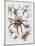 Close-Up of a Group of Argiope Spiders-null-Mounted Giclee Print