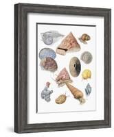 Close-Up of a Group of Astropoda Molluscs-null-Framed Giclee Print