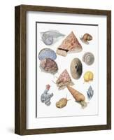 Close-Up of a Group of Astropoda Molluscs-null-Framed Giclee Print
