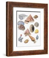 Close-Up of a Group of Astropoda Molluscs-null-Framed Giclee Print