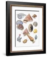 Close-Up of a Group of Astropoda Molluscs-null-Framed Giclee Print