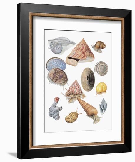 Close-Up of a Group of Astropoda Molluscs-null-Framed Giclee Print