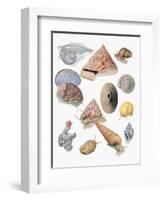 Close-Up of a Group of Astropoda Molluscs-null-Framed Giclee Print