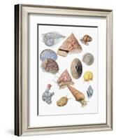 Close-Up of a Group of Astropoda Molluscs-null-Framed Giclee Print