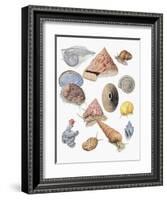 Close-Up of a Group of Astropoda Molluscs-null-Framed Giclee Print