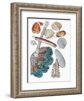 Close-Up of a Group of Bivalves Molluscs-null-Framed Giclee Print