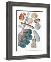 Close-Up of a Group of Bivalves Molluscs-null-Framed Giclee Print