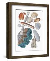 Close-Up of a Group of Bivalves Molluscs-null-Framed Giclee Print