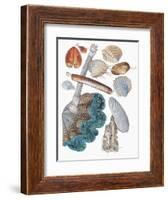 Close-Up of a Group of Bivalves Molluscs-null-Framed Giclee Print
