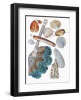Close-Up of a Group of Bivalves Molluscs-null-Framed Giclee Print