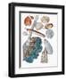 Close-Up of a Group of Bivalves Molluscs-null-Framed Giclee Print