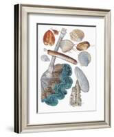 Close-Up of a Group of Bivalves Molluscs-null-Framed Giclee Print