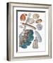 Close-Up of a Group of Bivalves Molluscs-null-Framed Giclee Print